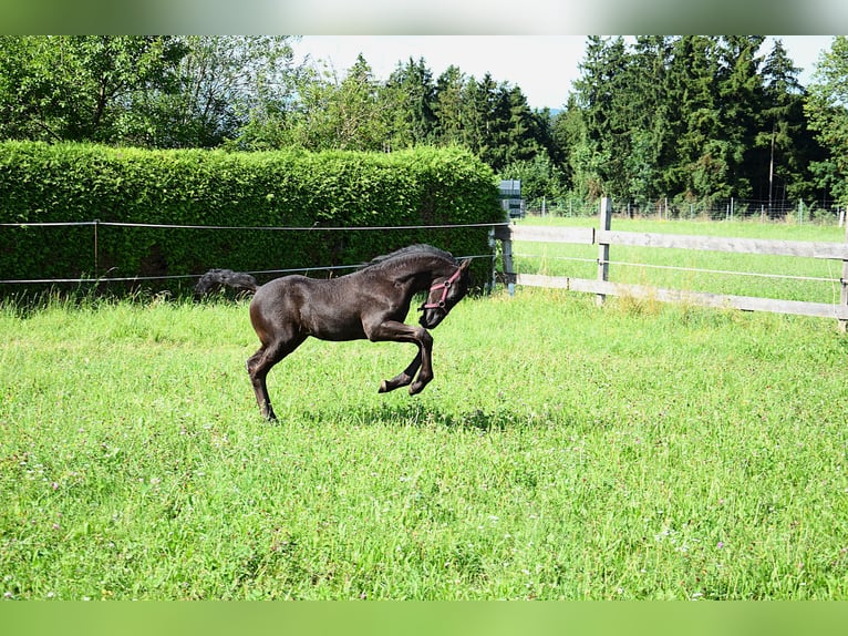 Konie fryzyjskie Klacz Źrebak (06/2025) in Oberweis