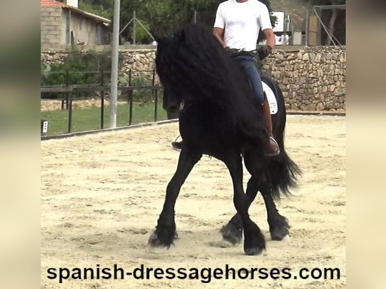 Konie fryzyjskie Ogier 10 lat 165 cm Kara in Barcelona