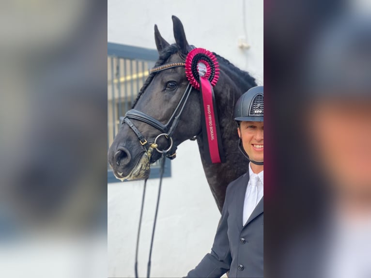 Konie fryzyjskie Ogier 10 lat 170 cm Kara in Moers
