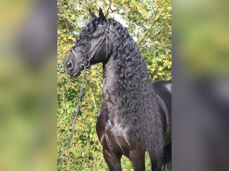 Konie fryzyjskie Ogier 13 lat 168 cm Kara in Neunkirchen/Saar