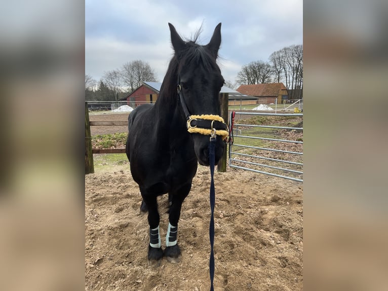 Konie fryzyjskie Ogier 14 lat 160 cm Kara in Gnarrenburg