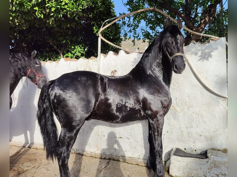 Konie fryzyjskie Ogier 14 lat 170 cm Kara in Marbella