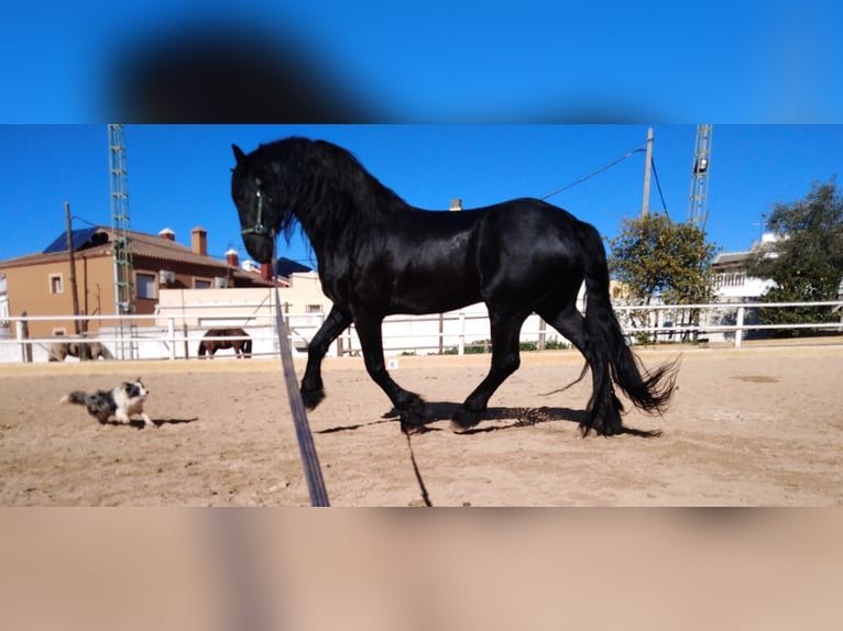 Konie fryzyjskie Ogier 14 lat 170 cm Kara in Marbella