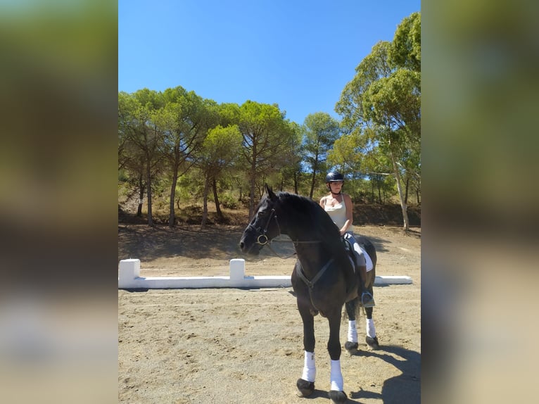 Konie fryzyjskie Ogier 14 lat 170 cm Kara in Marbella