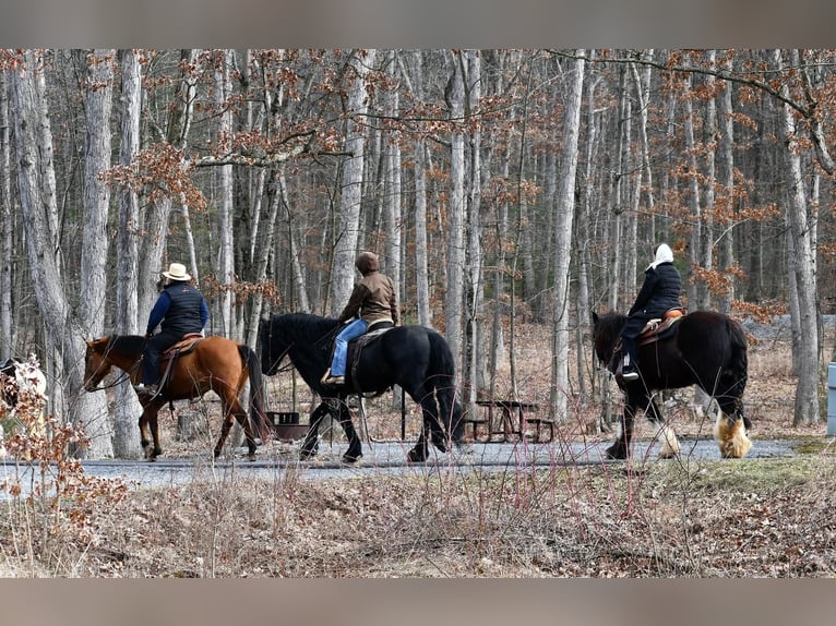Konie fryzyjskie Ogier 17 lat Kara in Rebersburg, PA