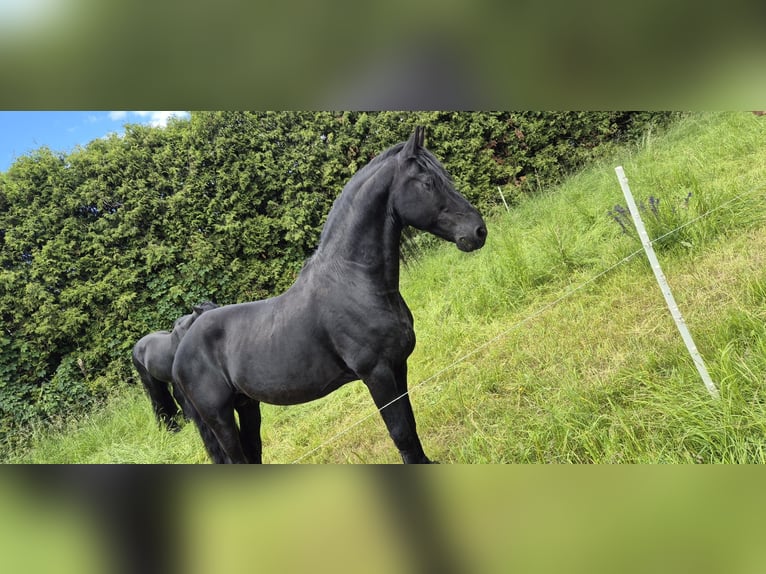 Konie fryzyjskie Ogier 19 lat Kara in Gänserndorf