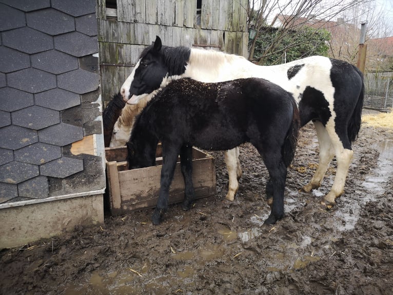 Konie fryzyjskie Mix Ogier 1 Rok 140 cm Kara in Schwedt/Oder