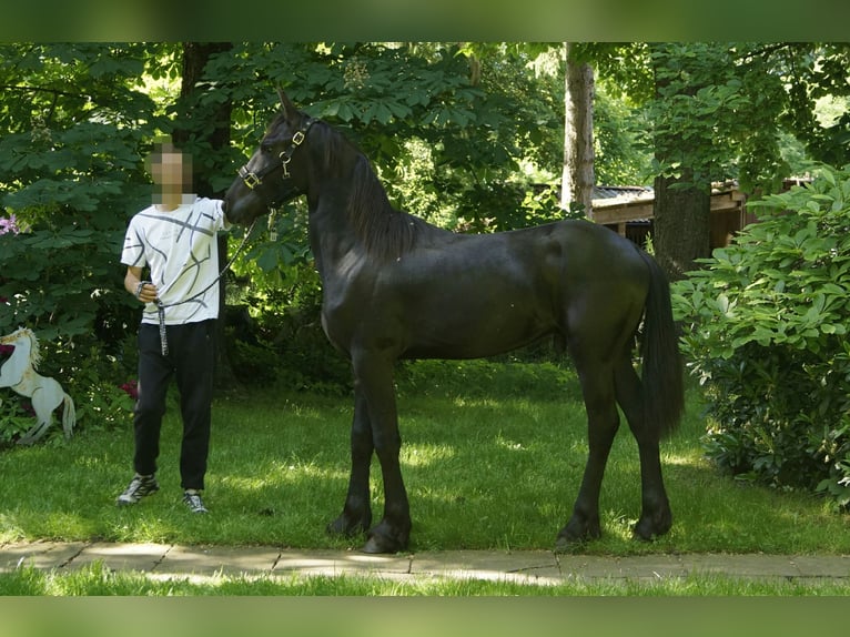 Konie fryzyjskie Ogier 1 Rok 165 cm Kara in Hamburg