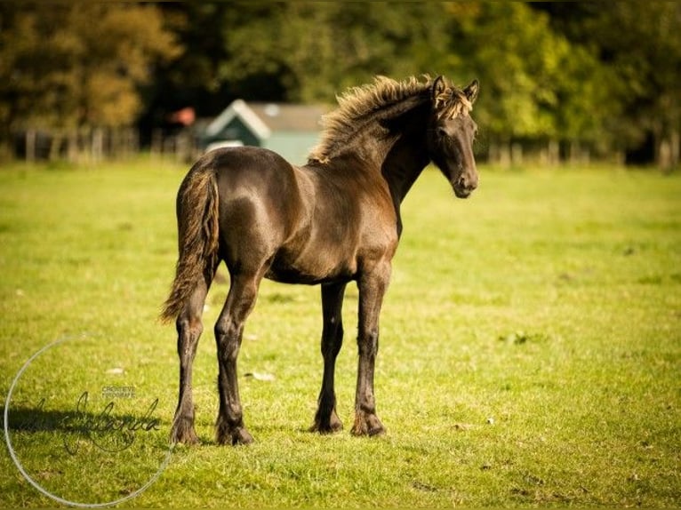 Konie fryzyjskie Ogier 1 Rok in Tzummarum