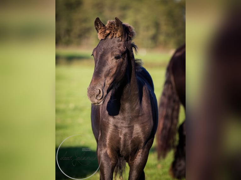 Konie fryzyjskie Ogier 1 Rok in Tzummarum
