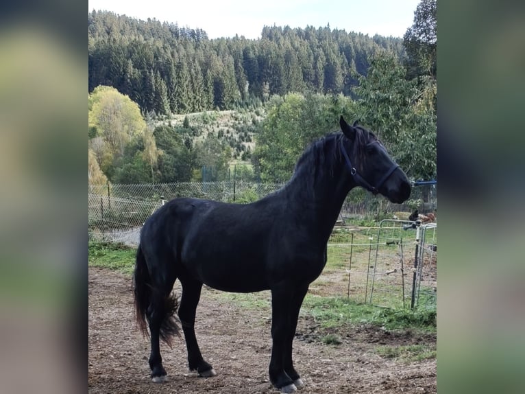 Konie fryzyjskie Ogier 2 lat 155 cm Kara in Patersdorf
