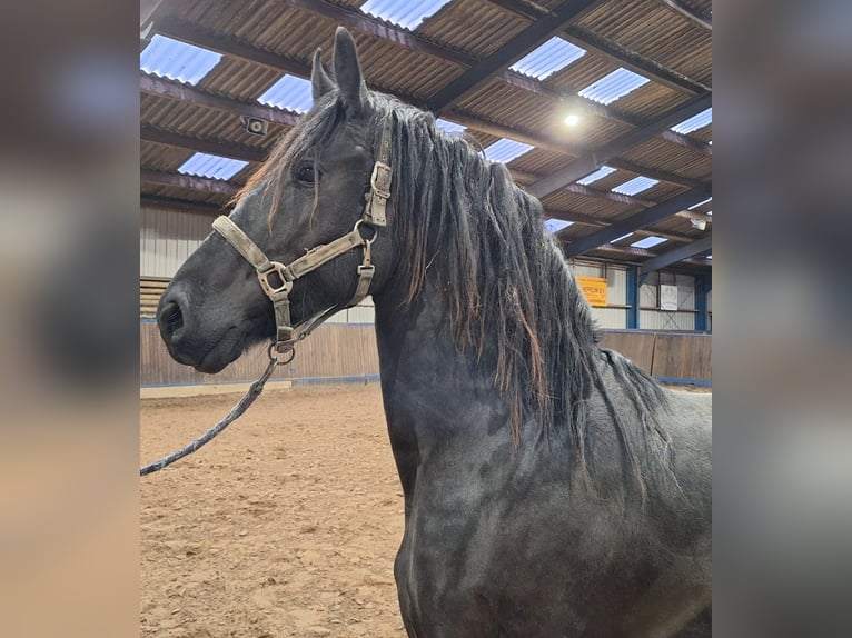 Konie fryzyjskie Ogier 2 lat 165 cm Kara in Dalen