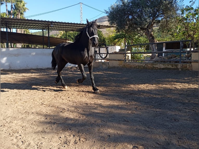 Konie fryzyjskie Ogier 2 lat 168 cm Kara in Marbella
