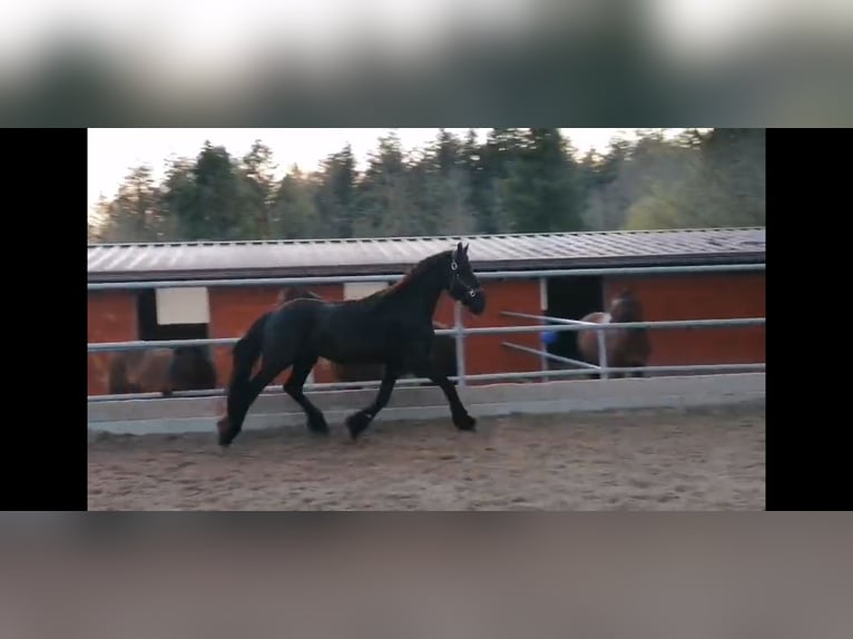 Konie fryzyjskie Ogier 3 lat 155 cm Kara in Schw&#xE4;bisch Hall
