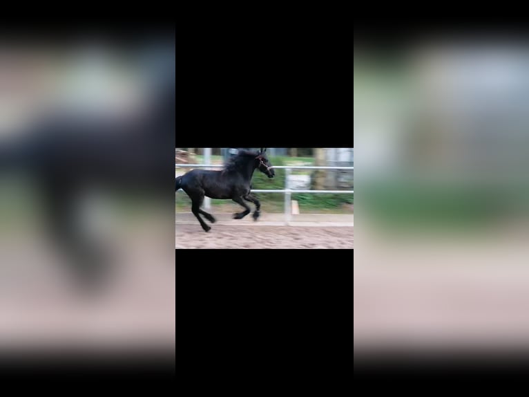 Konie fryzyjskie Ogier 3 lat 155 cm Kara in Schw&#xE4;bisch Hall