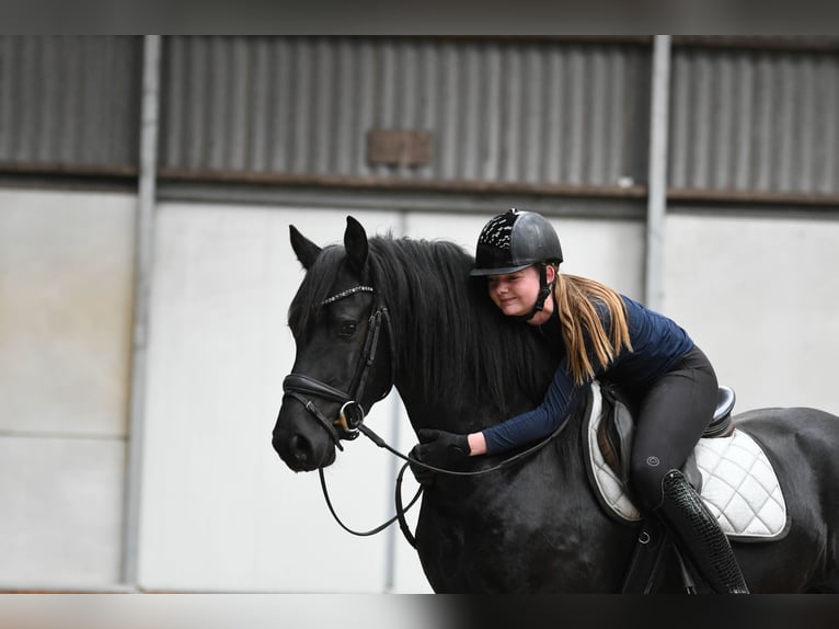 Konie fryzyjskie Ogier 3 lat 156 cm Kara in Mijnsheerenland