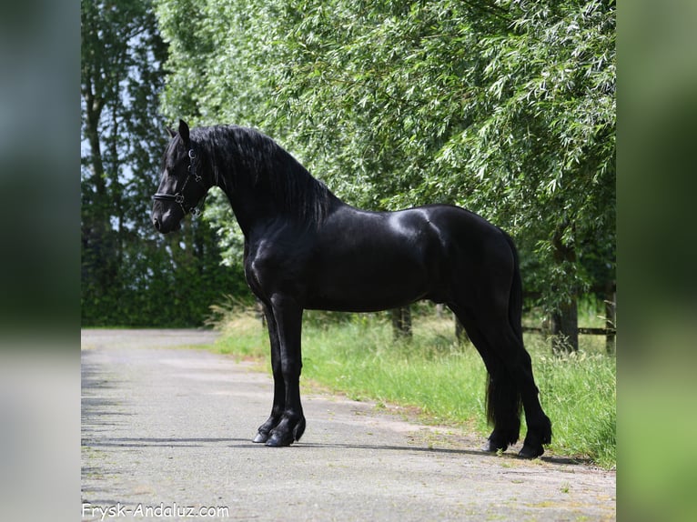 Konie fryzyjskie Ogier 3 lat 156 cm Kara in Mijnsheerenland