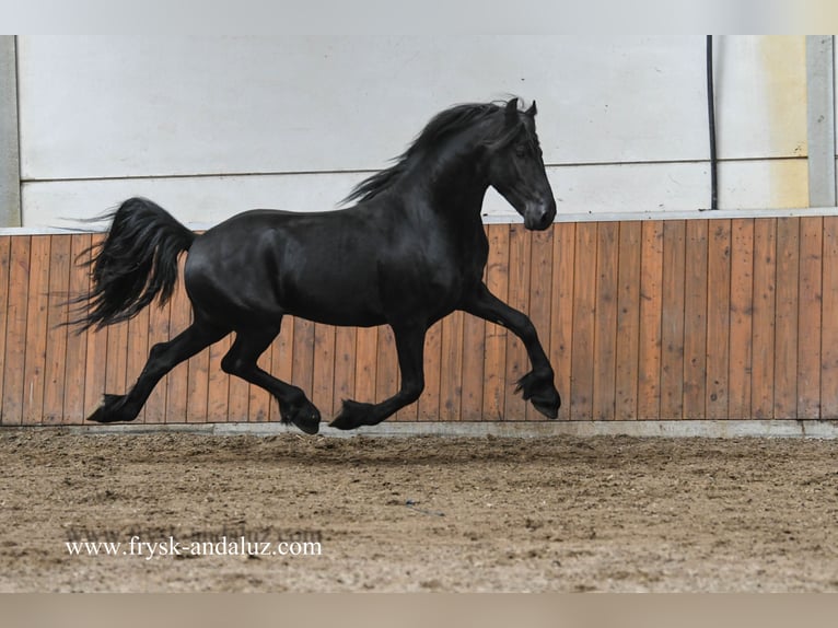 Konie fryzyjskie Ogier 3 lat 159 cm Kara in Mijnsheerenland