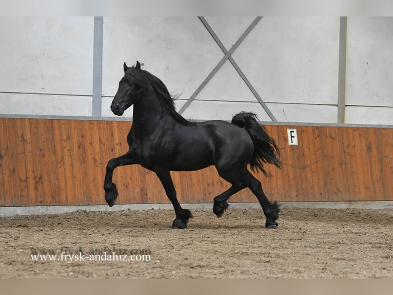 Konie fryzyjskie Ogier 3 lat 159 cm Kara in Mijnsheerenland