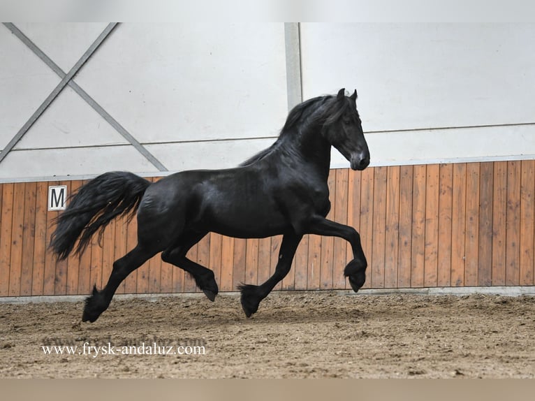 Konie fryzyjskie Ogier 3 lat 159 cm Kara in Mijnsheerenland
