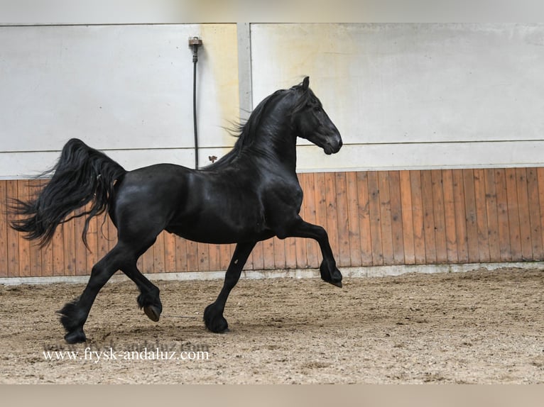 Konie fryzyjskie Ogier 3 lat 159 cm Kara in Mijnsheerenland