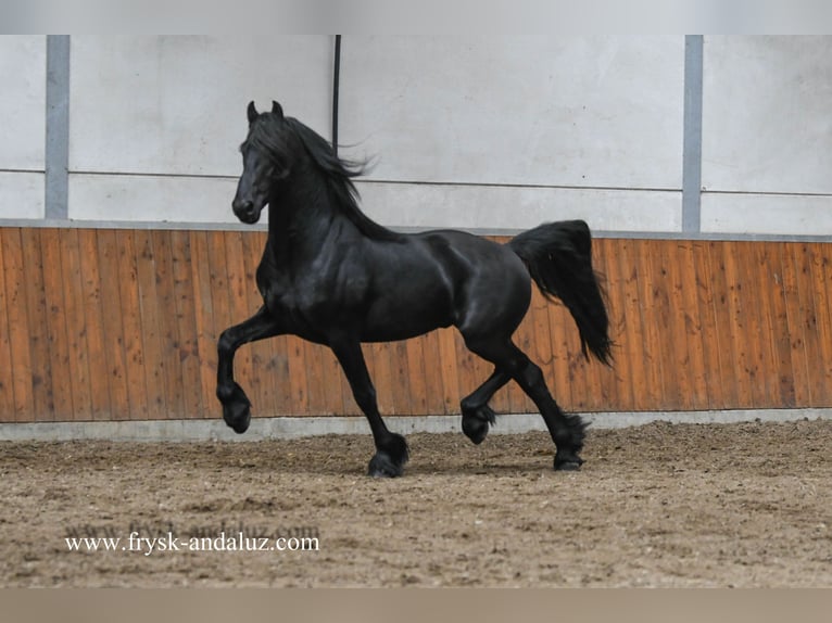Konie fryzyjskie Ogier 3 lat 159 cm Kara in Mijnsheerenland