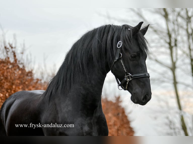 Konie fryzyjskie Ogier 3 lat 160 cm Kara in mijnsheerenland