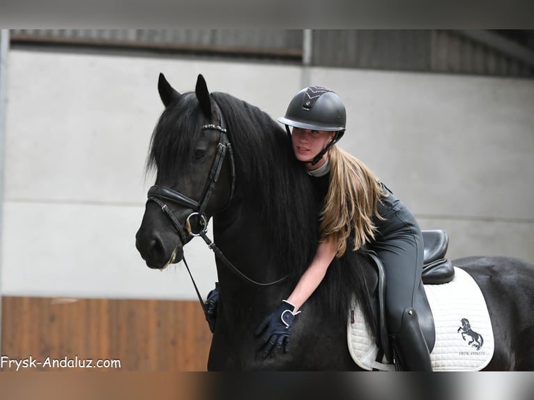 Konie fryzyjskie Ogier 3 lat 160 cm Kara in Mijnsheerenland
