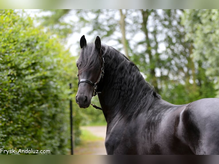 Konie fryzyjskie Ogier 3 lat 160 cm Kara in Mijnsheerenland