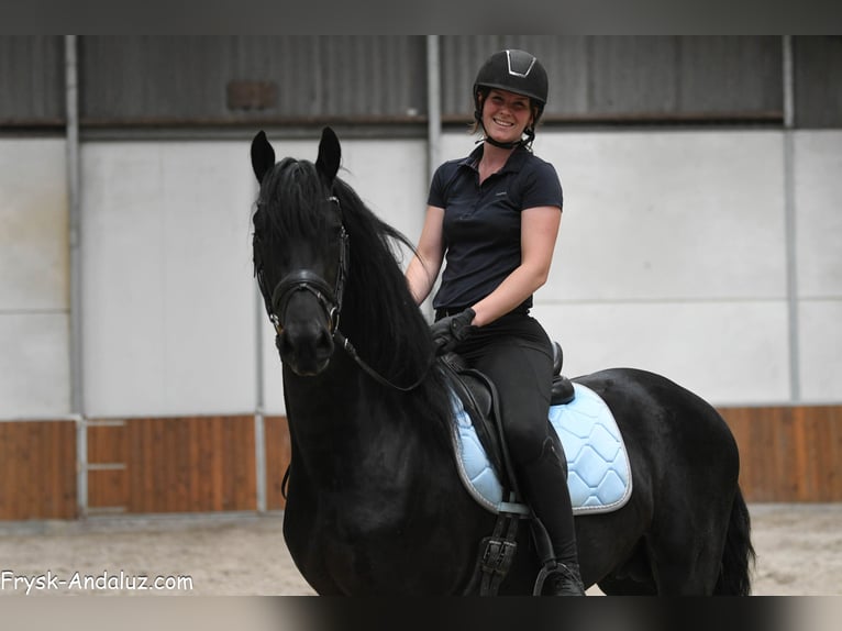 Konie fryzyjskie Ogier 3 lat 161 cm Kara in Mijnsheerenland