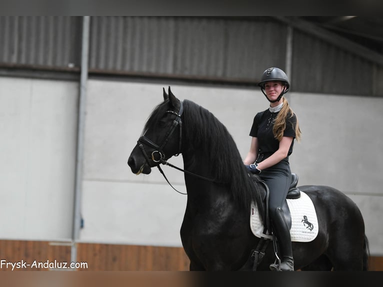 Konie fryzyjskie Ogier 3 lat 161 cm Kara in Mijnsheerenland
