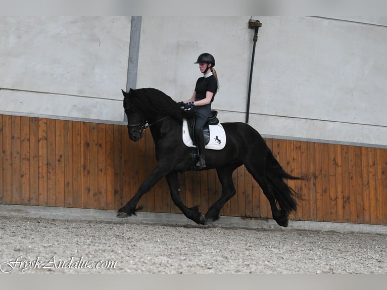 Konie fryzyjskie Ogier 3 lat 162 cm Kara in Mijnsheerenland