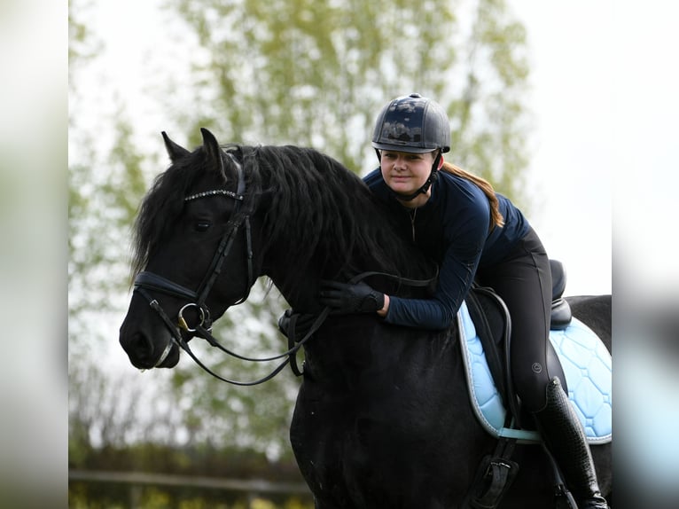 Konie fryzyjskie Ogier 3 lat 162 cm Kara in Mijnsheerenland