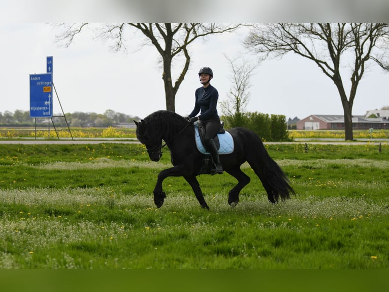 Konie fryzyjskie Ogier 3 lat 162 cm Kara in Mijnsheerenland