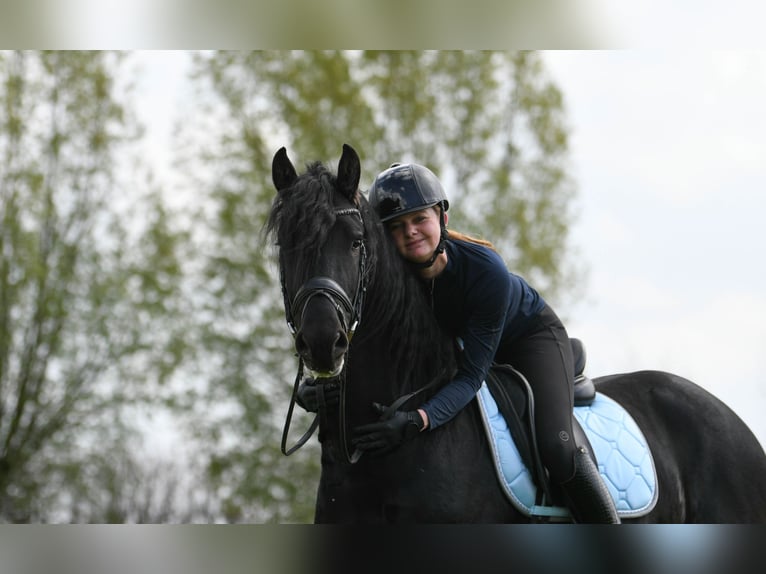 Konie fryzyjskie Ogier 3 lat 162 cm Kara in Mijnsheerenland