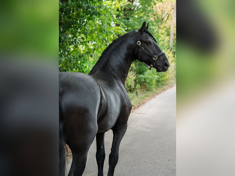 Konie fryzyjskie Ogier 3 lat 162 cm Kara in Überherrn