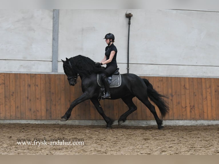 Konie fryzyjskie Ogier 3 lat 162 cm Kara in Mijnsheerenland