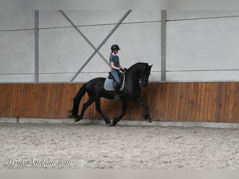 Konie fryzyjskie Ogier 3 lat 162 cm Kara in Mijnsheerenland
