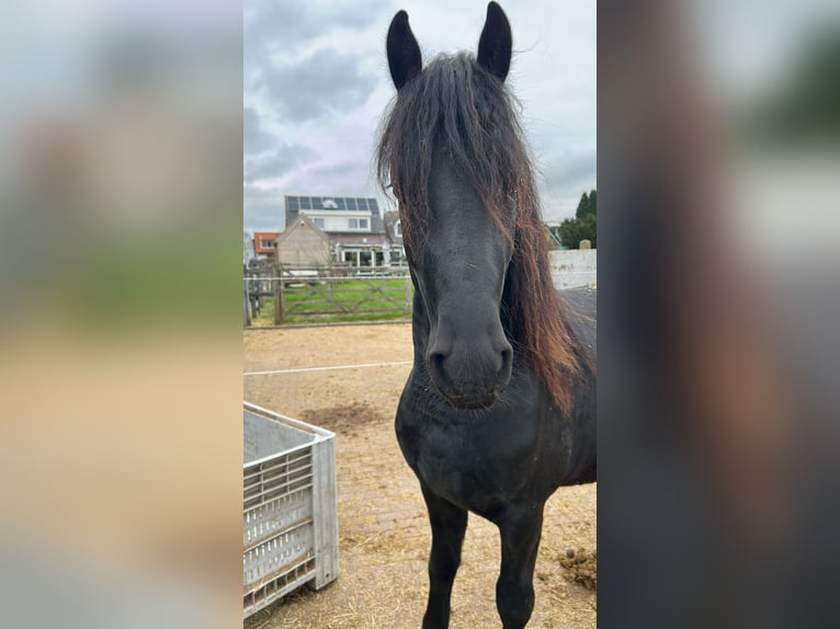 Konie fryzyjskie Ogier 3 lat 163 cm Kara in Grijpskerke