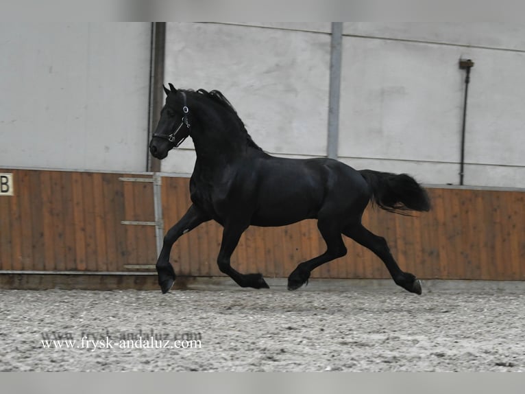 Konie fryzyjskie Ogier 3 lat 163 cm Kara in Mijnsheerenland