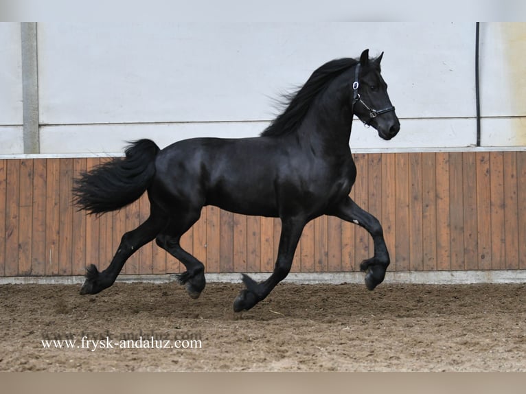 Konie fryzyjskie Ogier 3 lat 164 cm Kara in Mijnsheerenland