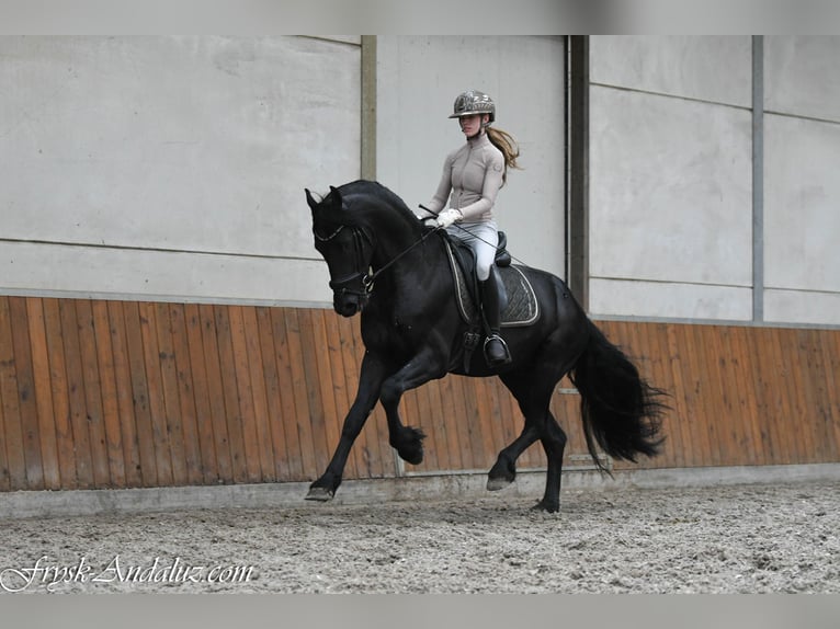 Konie fryzyjskie Ogier 3 lat 164 cm Kara in Mijnsheerenland