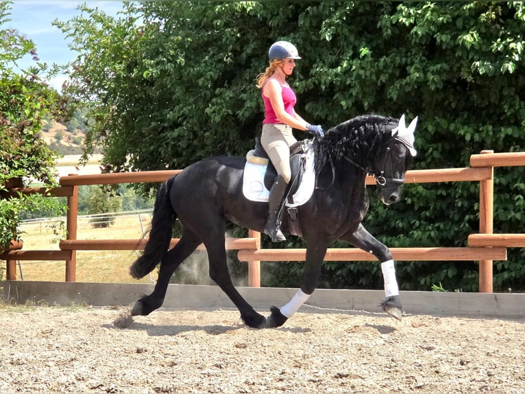 Konie fryzyjskie Ogier 3 lat 164 cm Kara in Ochtendung