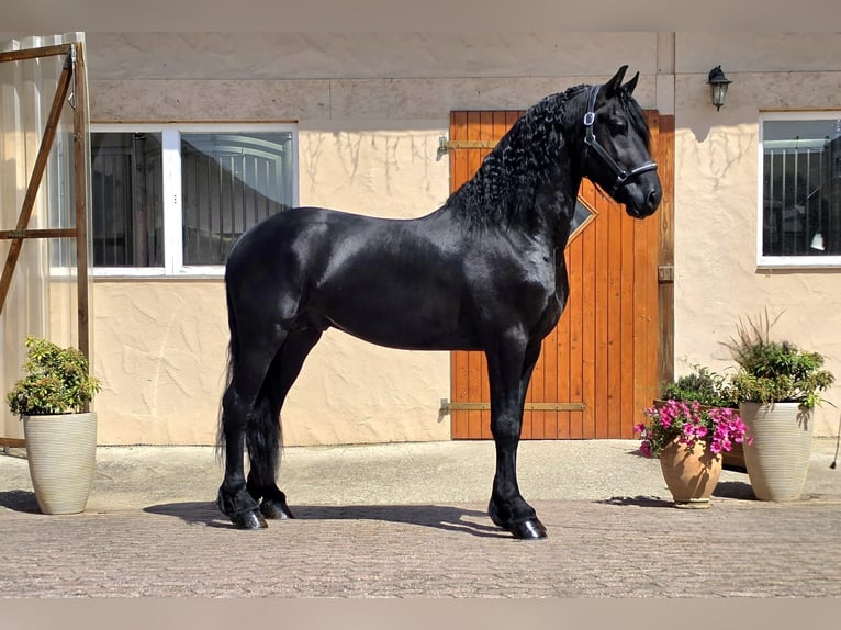 Konie fryzyjskie Ogier 3 lat 164 cm Kara in Ochtendung