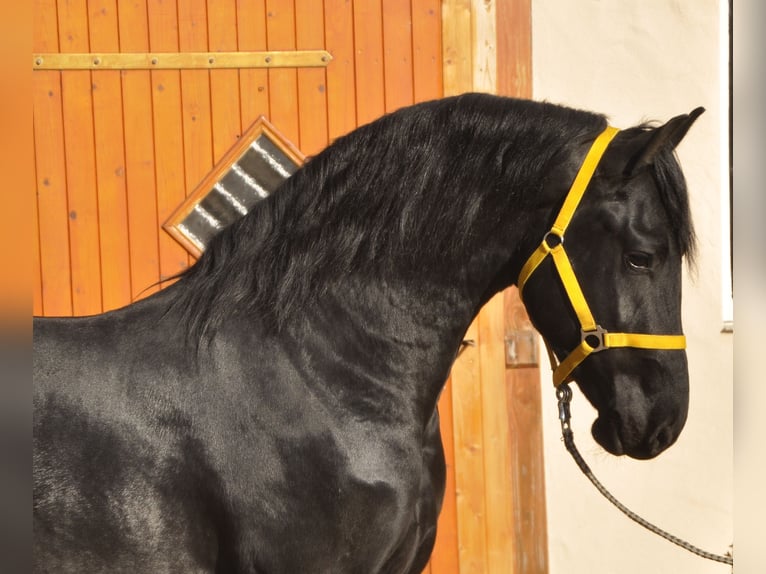 Konie fryzyjskie Ogier 3 lat 164 cm Kara in Ochtendung
