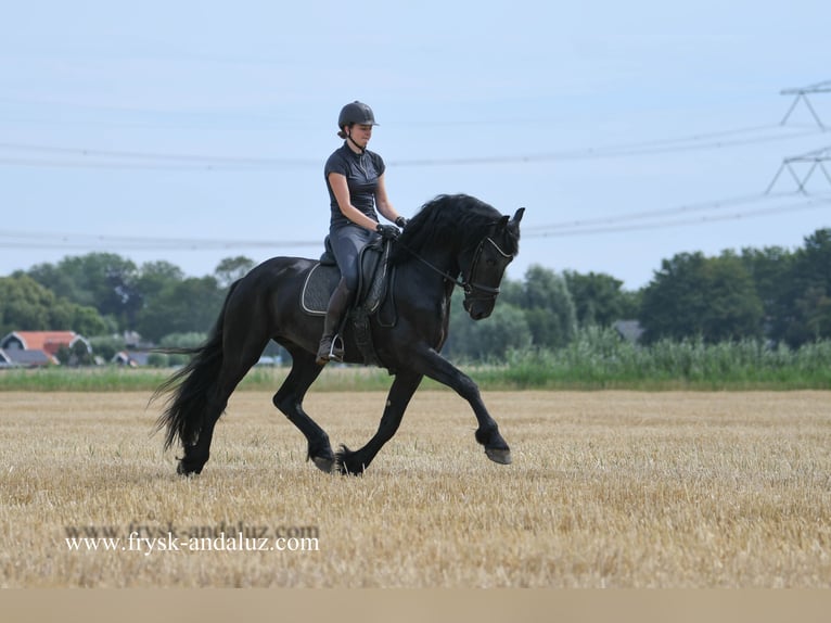 Konie fryzyjskie Ogier 3 lat 165 cm Kara in Mijnsheerenland
