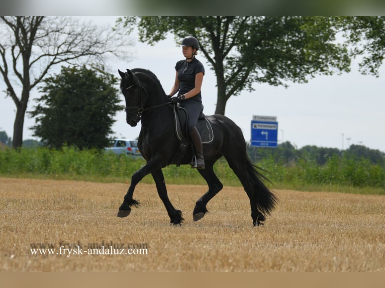 Konie fryzyjskie Ogier 3 lat 165 cm Kara in Mijnsheerenland