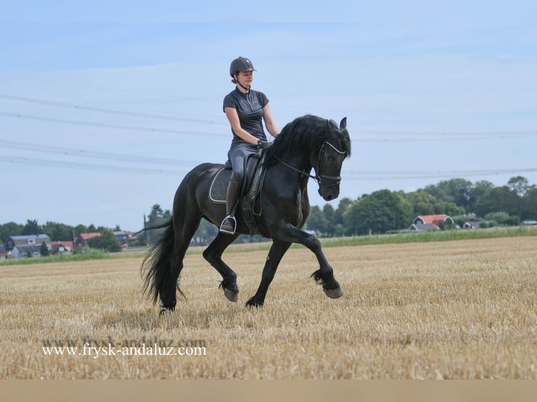 Konie fryzyjskie Ogier 3 lat 165 cm Kara in Mijnsheerenland