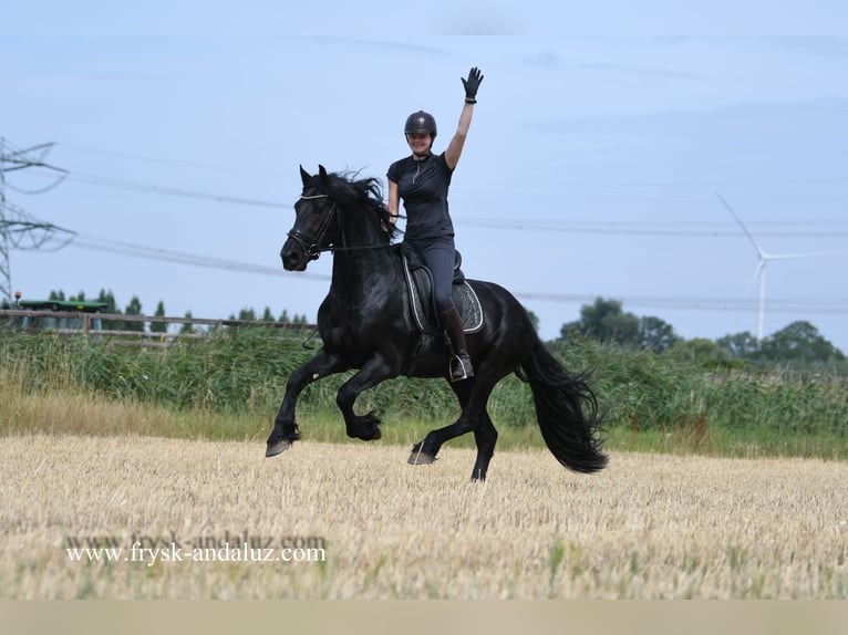 Konie fryzyjskie Ogier 3 lat 165 cm Kara in Mijnsheerenland