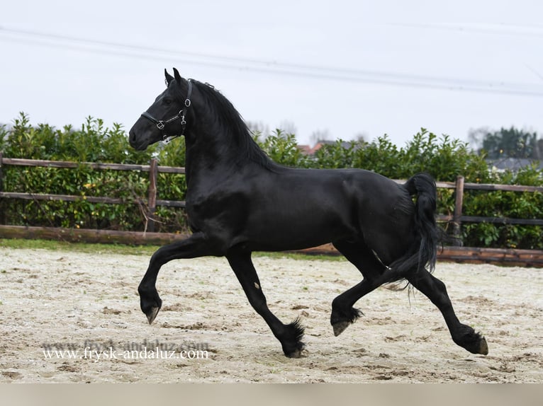Konie fryzyjskie Ogier 3 lat 165 cm Kara in mijnsheerenland